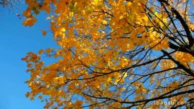 枫叶黄<strong>树</strong>在秋天的蓝天映衬下